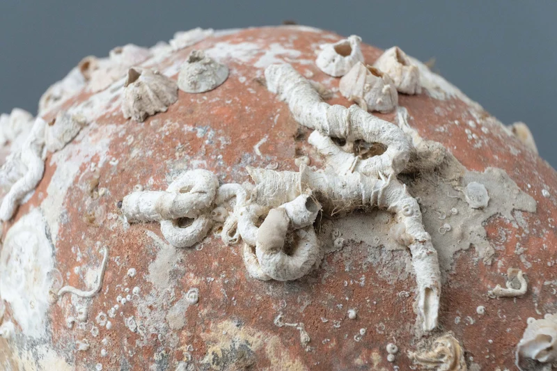 Amphore de mer 'Pisa'