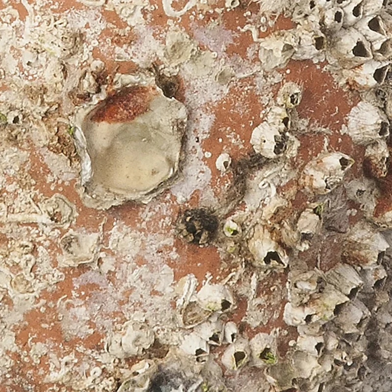 Amphore de mer antique 'Barcino'