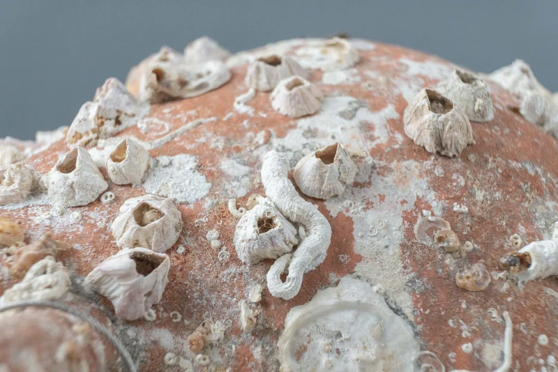 Amphore de mer antique 'Italica'