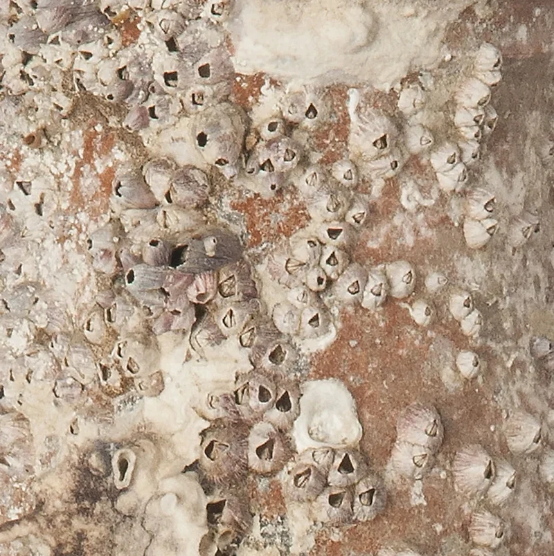 Amphore de mer antique 'Sicilia'
