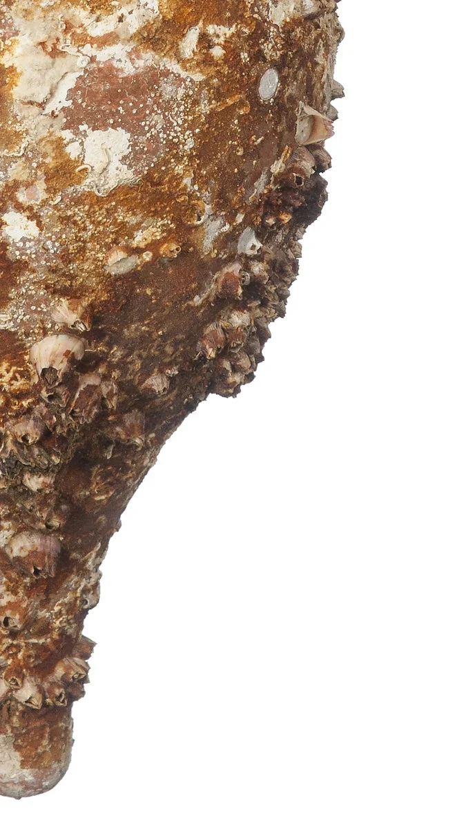 Amphore de mer antique 'Tirreno'