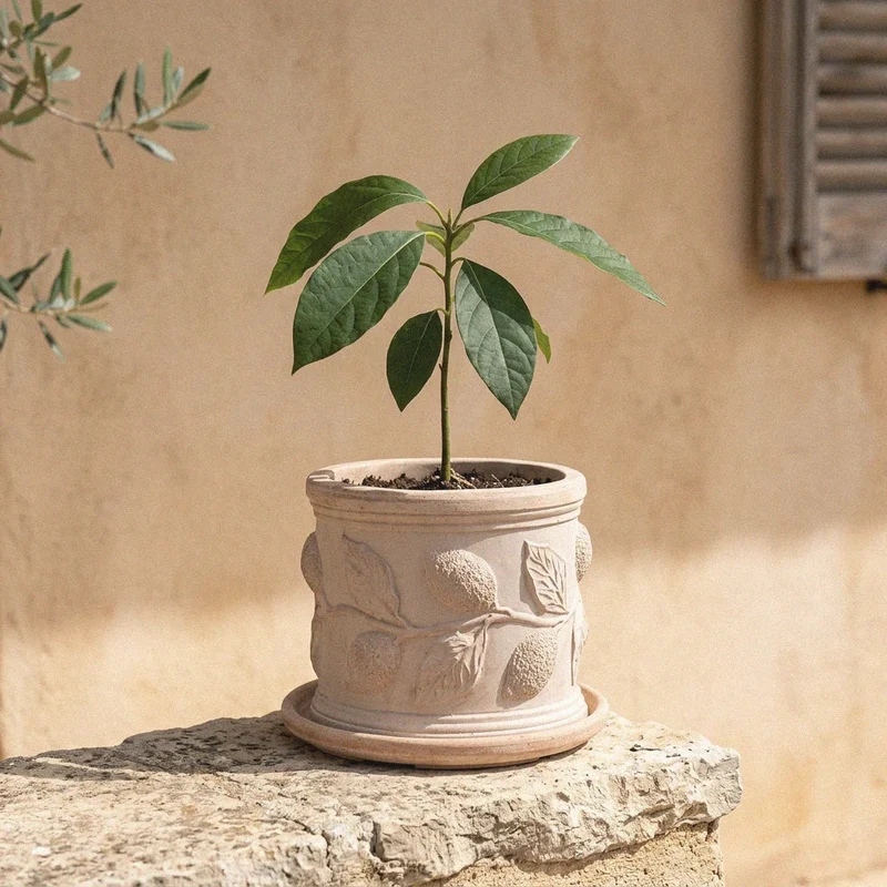 Pot en terre cuite avec relief de citron (Cylindrique)